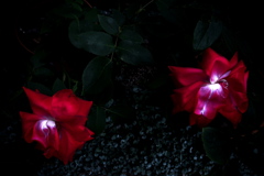 R0020364-2clrSLK