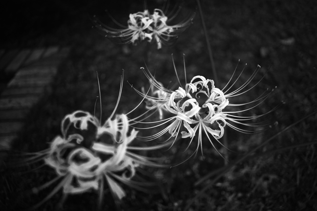 DSC04135bwSLK