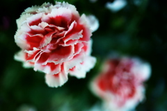 DSC02650clrSRSLK