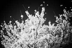 DSC07303brSRSLK