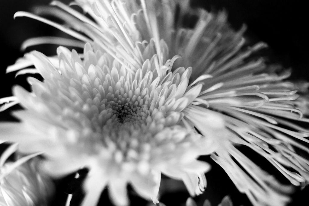 DSC04571bwSLK