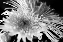 DSC04571bwSLK