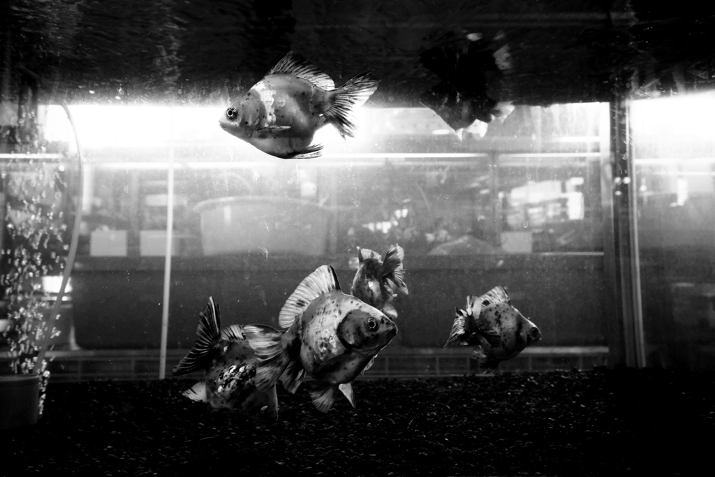 DSC07925bwSLK
