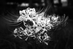 DSC04138bwSLK