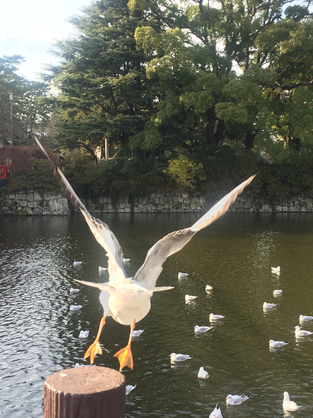 瞬き