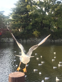 瞬き