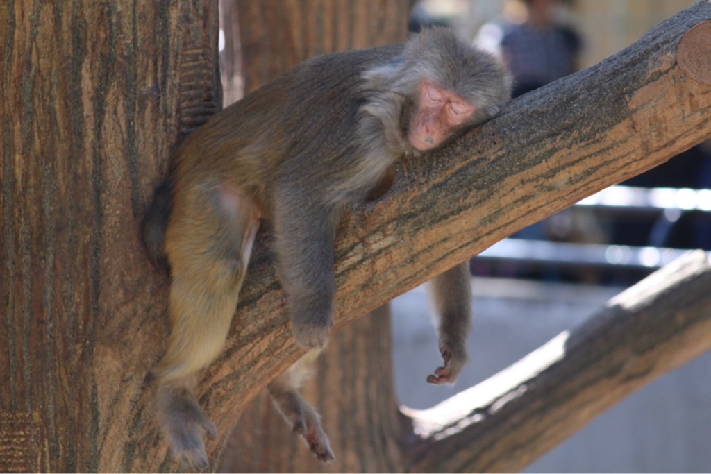 筋斗雲に乗ってカリン塔で修行だぜ