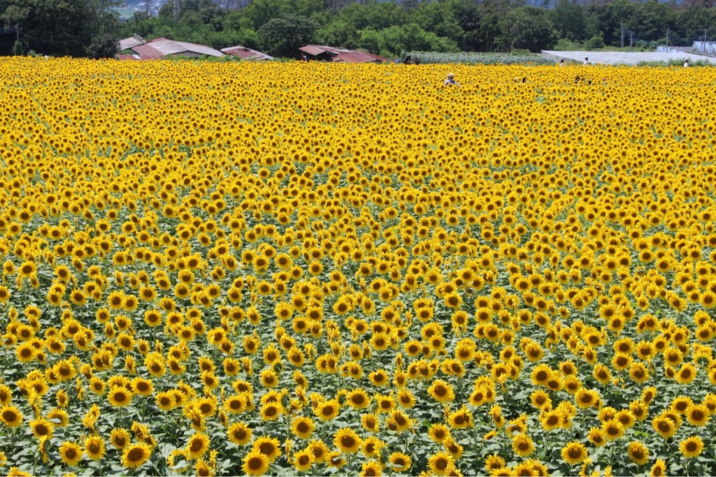 お久しぶりです