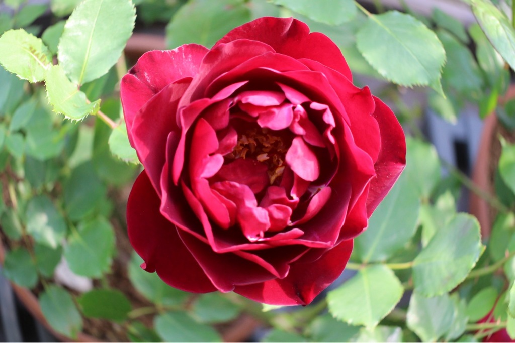 名古屋と豊橋に行ってました