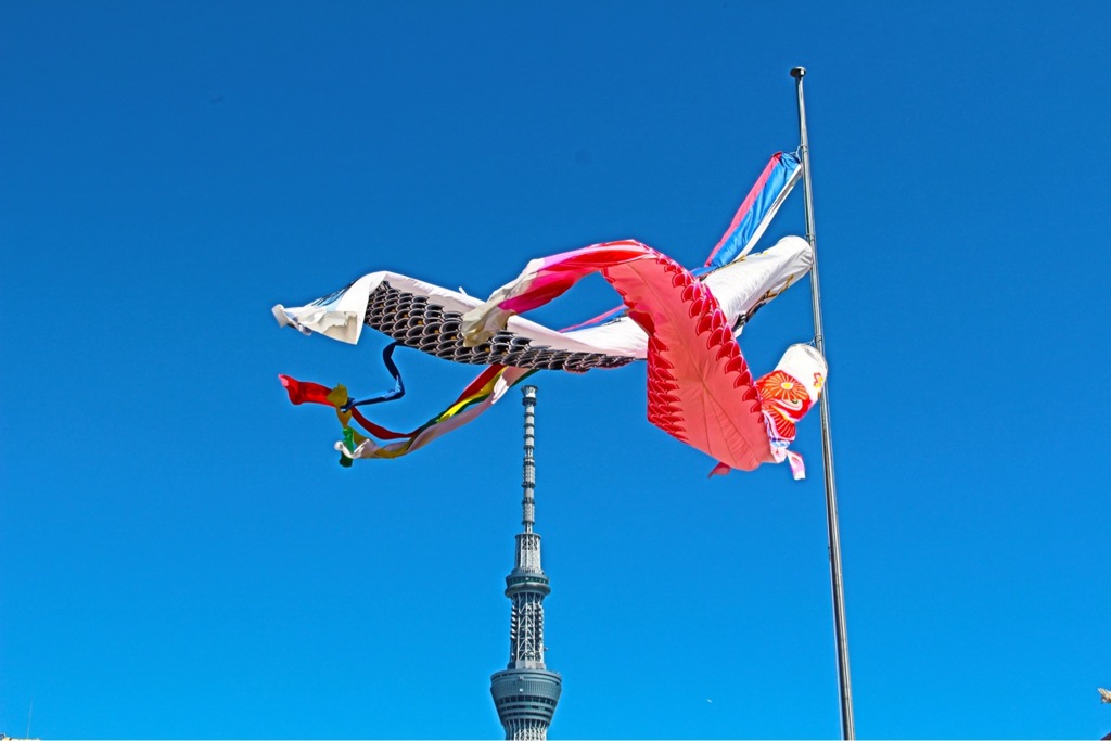 鯉は登る、あの塔に向かって