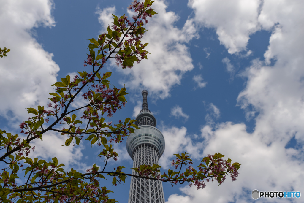 葉桜と綿雲