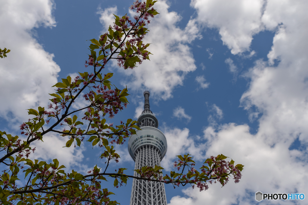 葉桜と綿雲