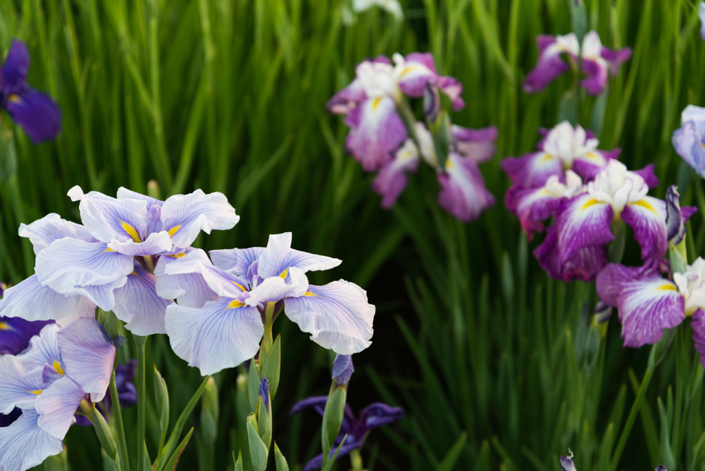 花菖蒲