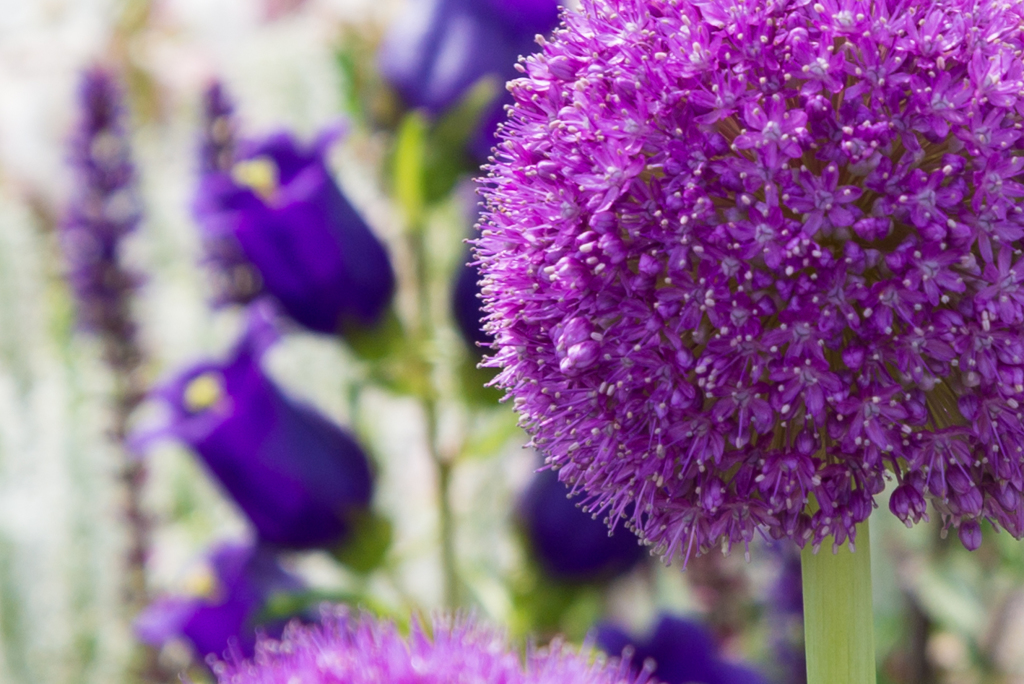 紫球花