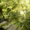 こけの森