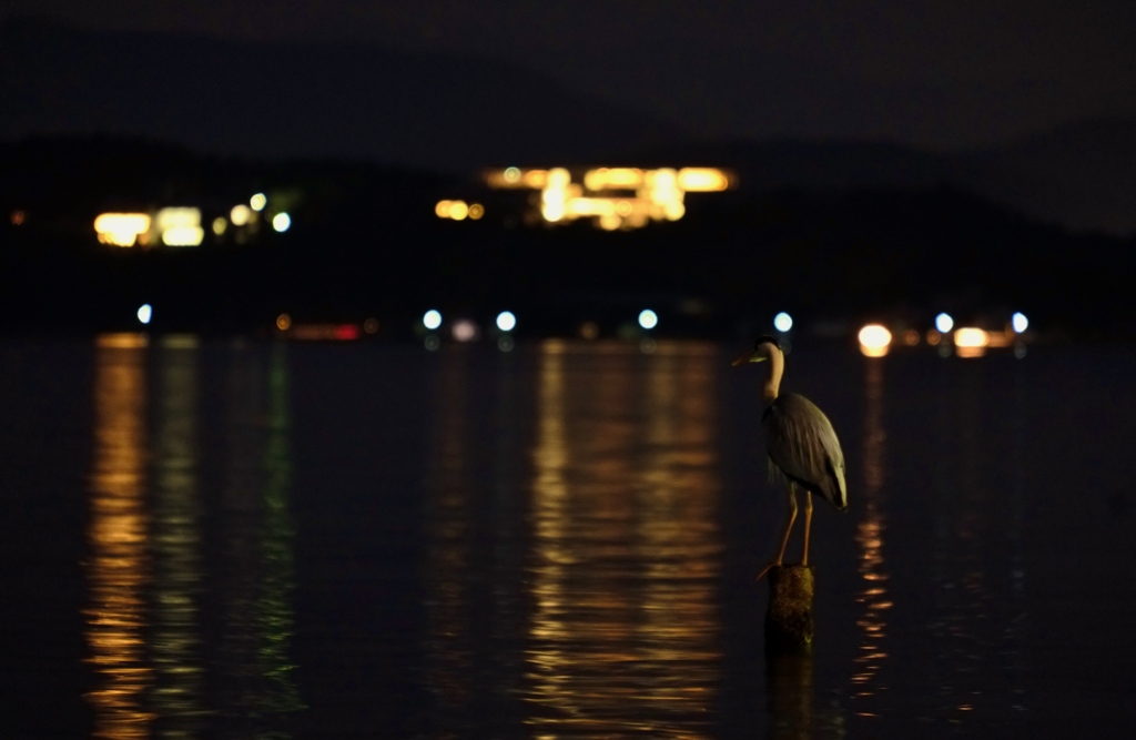 サギがみる夜景