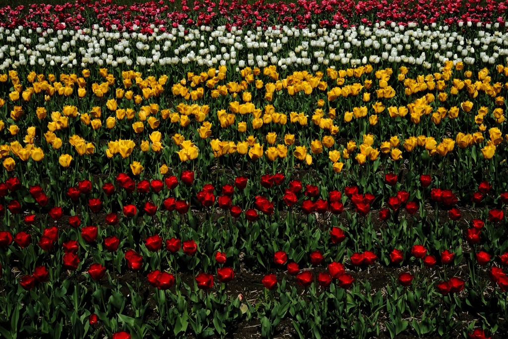 ♪チューリップの花が～♪