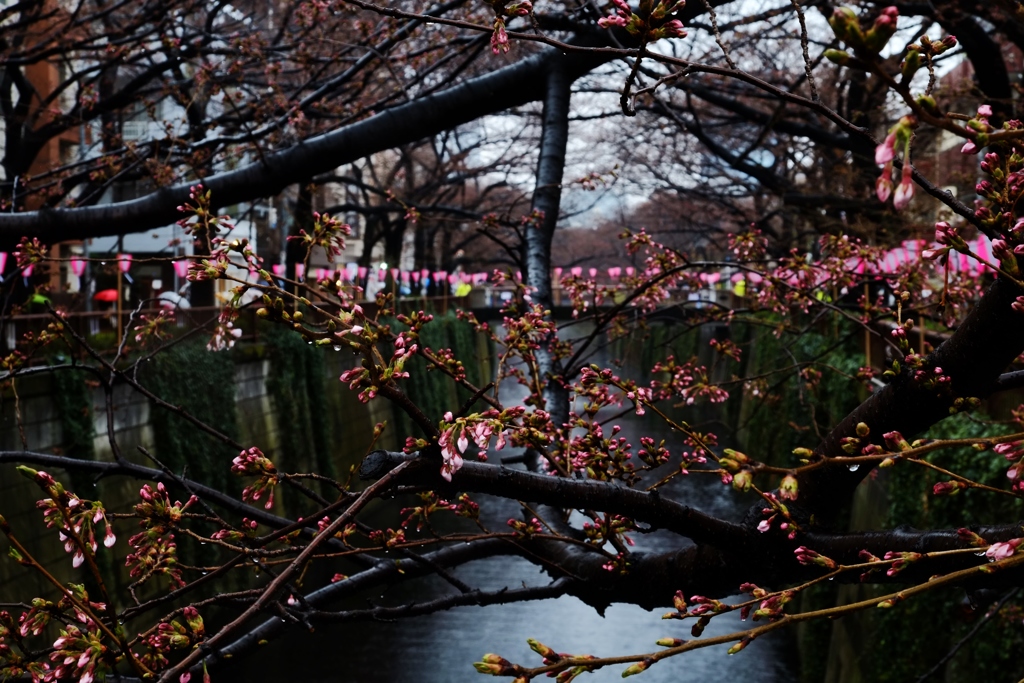 開花準備万端