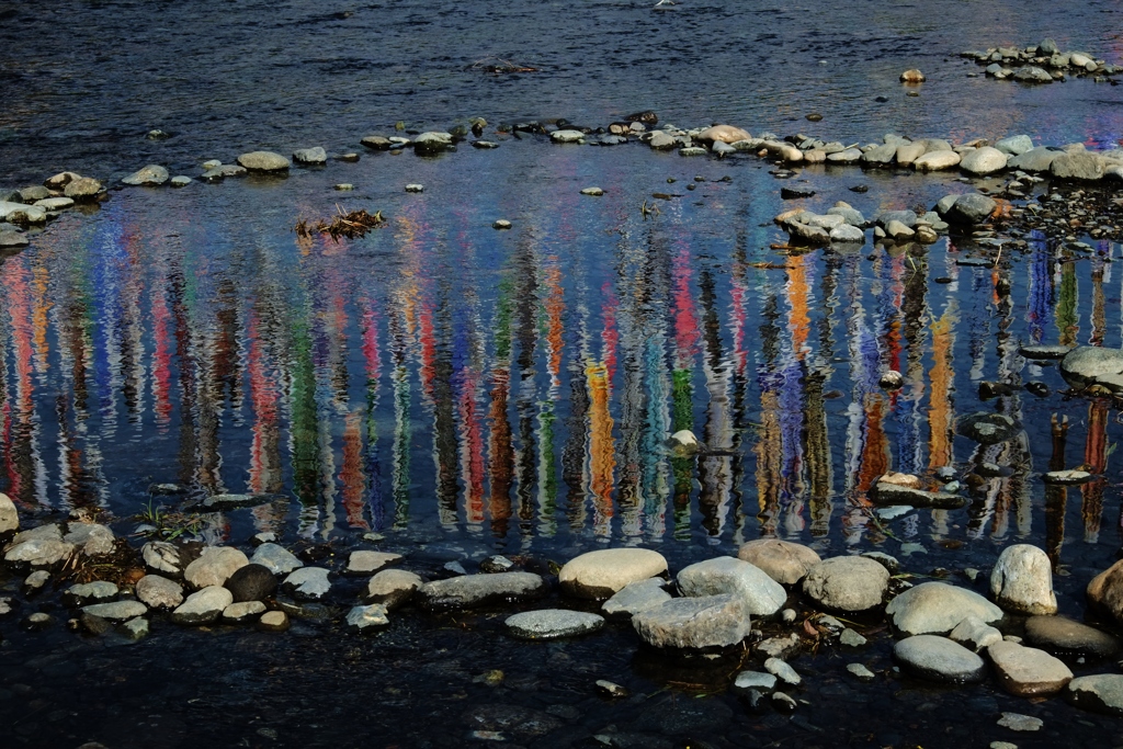 池の中の鯉