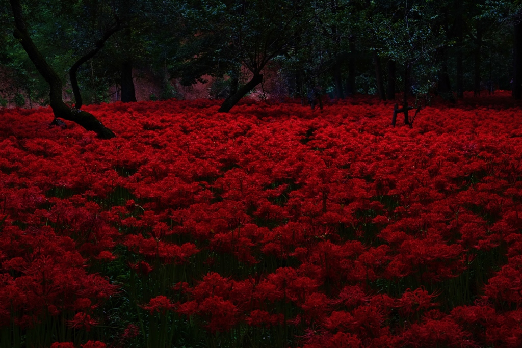 紅の海