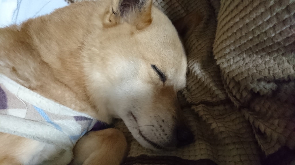 実家のくうさん