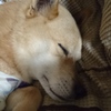 実家のくうさん
