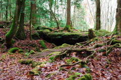 溶岩と苔と