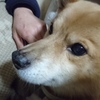 実家のくうさん③