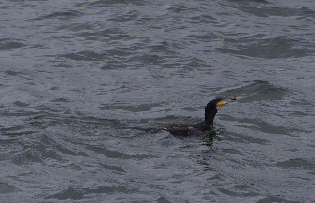 浮く鳥飛ぶ魚