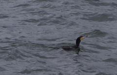 浮く鳥飛ぶ魚