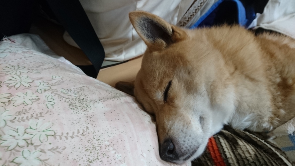 実家のくうさん②
