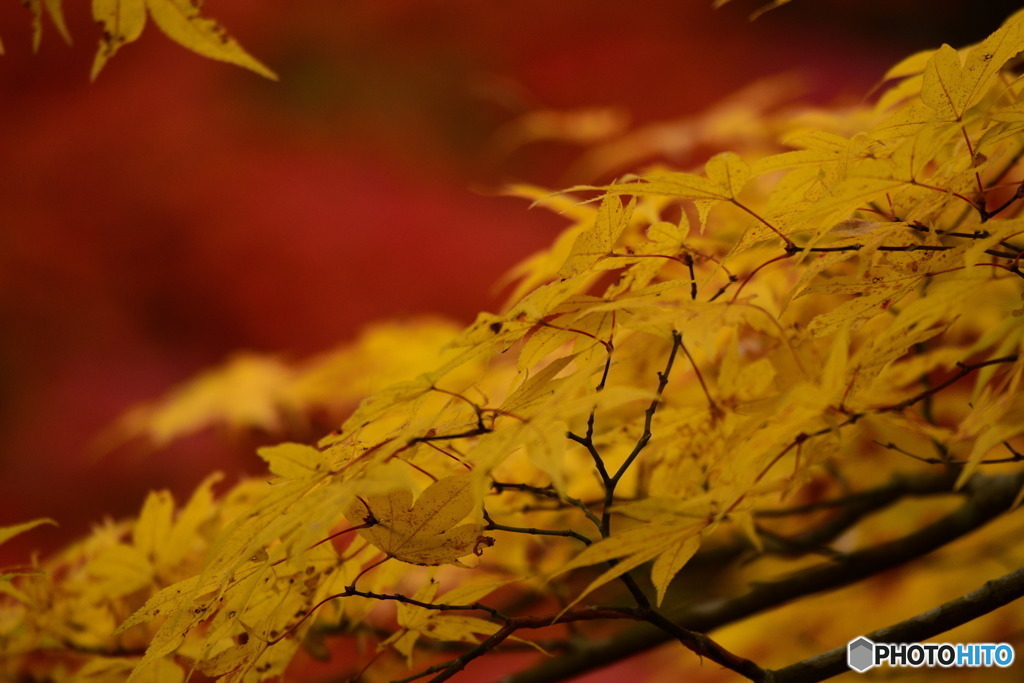 奥津渓の紅葉31_01