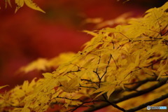 奥津渓の紅葉31_01