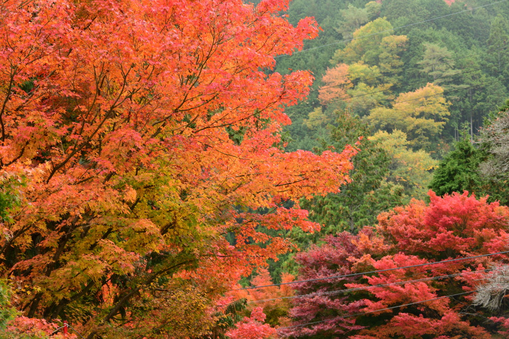 奥津渓の紅葉12_01