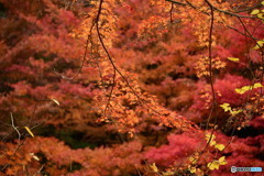 奥津渓の紅葉27_01