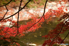 奥津渓の紅葉17_01