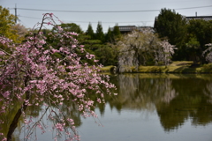 衆楽園の桜