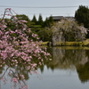 衆楽園の桜