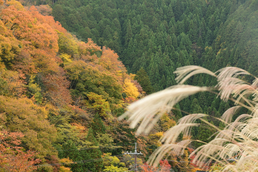 奥津渓の紅葉10_01