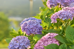 グリーンヒルズ津山の花③