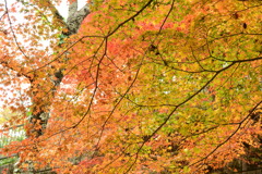 奥津渓の紅葉13_01