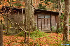 奥津渓の紅葉 7