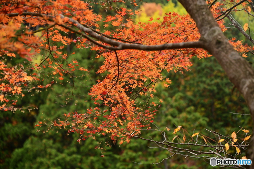 奥津渓の紅葉29_01
