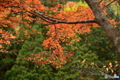 奥津渓の紅葉29_01