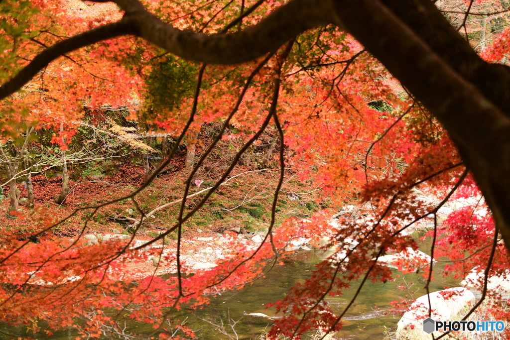 奥津渓の紅葉21_01