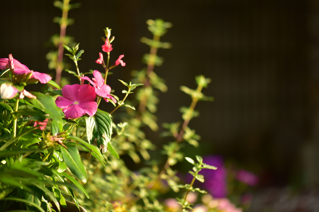 庭の花