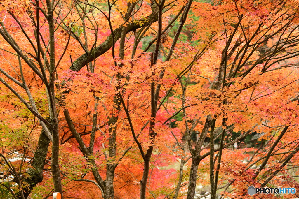 奥津渓の紅葉22_01