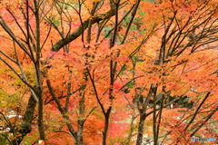 奥津渓の紅葉22_01