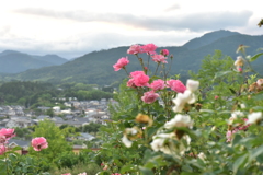 グリーンヒルズ津山の花⑤