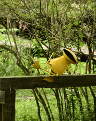 蒜山のカエル3  昼寝